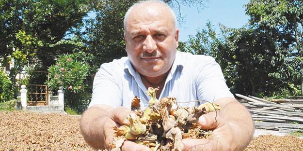 Fındıkta 15 TL’den taviz yok