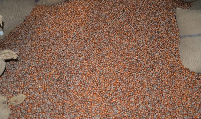 Fındıkta 6 aylık ihracat hedefi tuttu