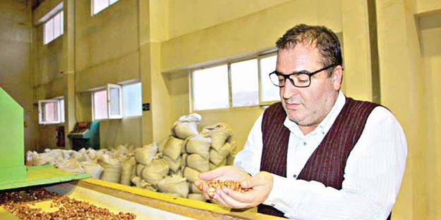 Fındıkta erken hasat uyarısı