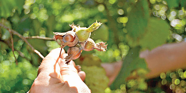 ‘Fındıkta fiyatı üreticinin sabrı belirleyecek’