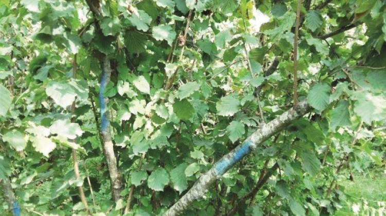 Fındıkta hastalık alarmı