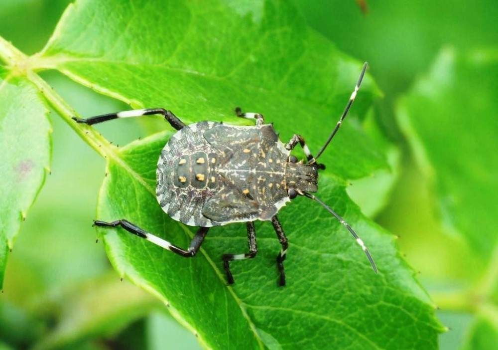 Fındıkta "kahverengi kokarca" zararı 