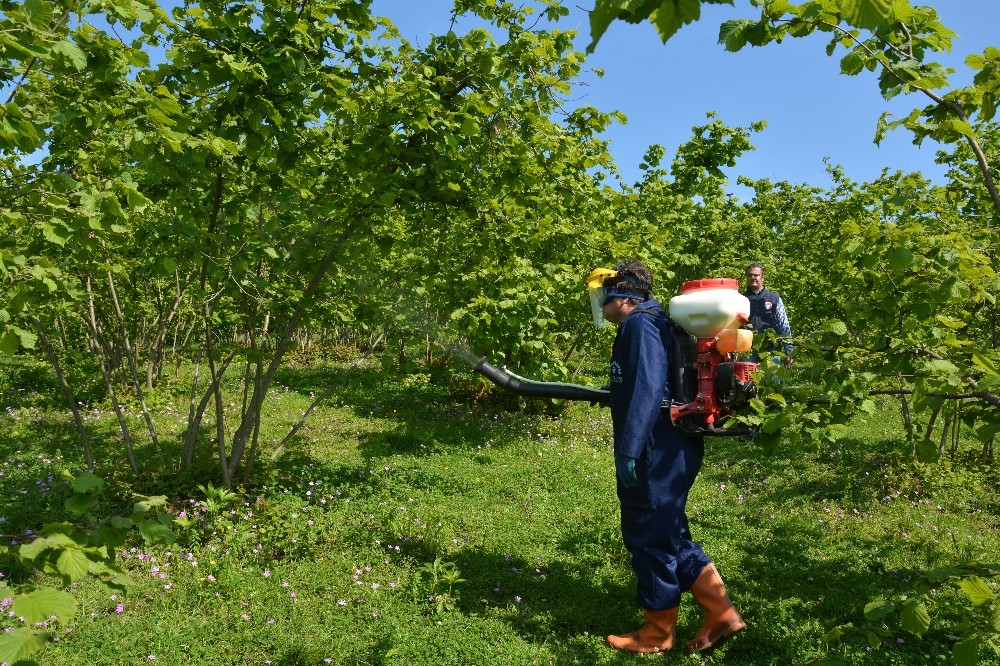 Fındıkta külleme mücadelesi başladı 