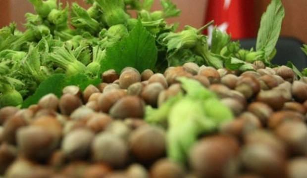 Fındıkta rekor ihracat bekleniyor
