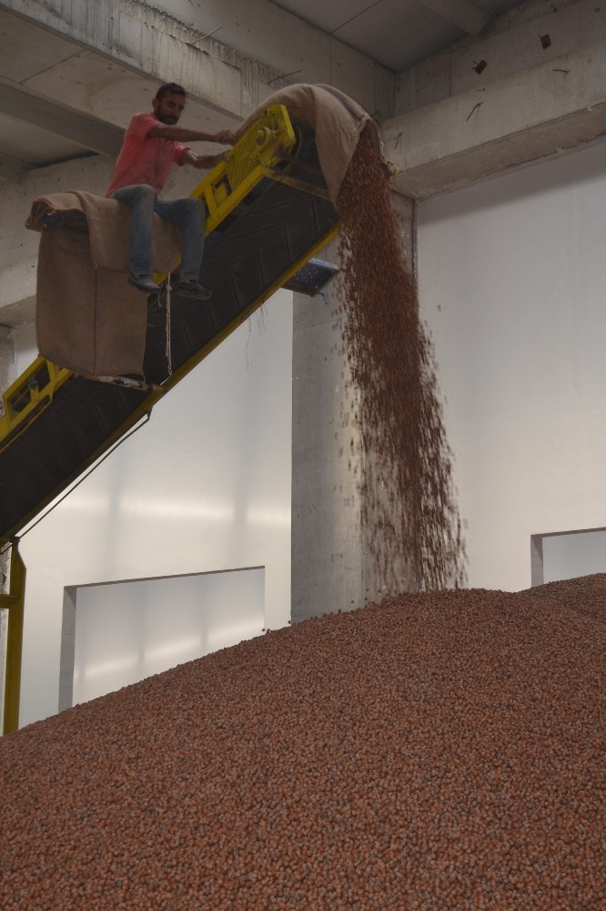 Fındıktan 6 ayda yaklaşık 1 milyar dolarlık gelir 