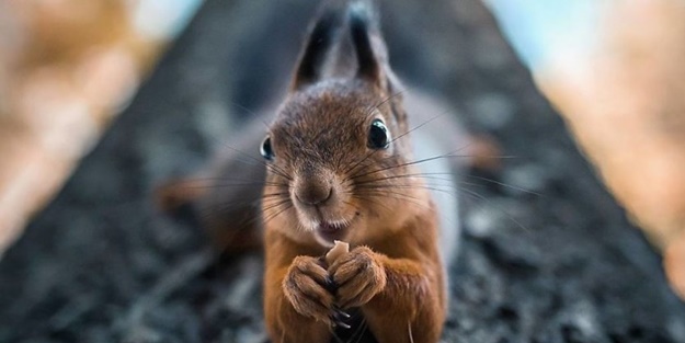 Finlandiya ormanlarının sevimli sakinleriyle tanışın