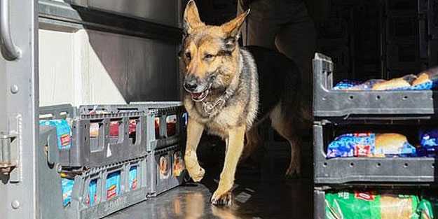 Finlandiya'da köpekler koronavirüs tespit etmeye başladı