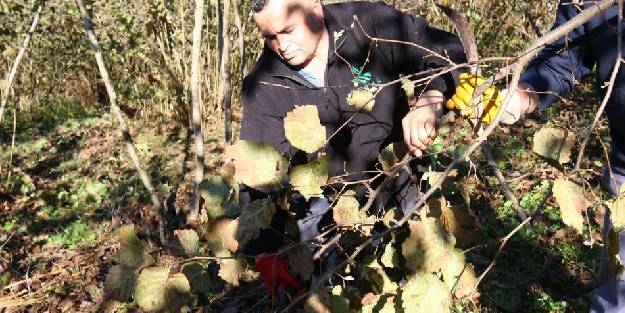 FINVER projesi fındıkta verimi arttırdı