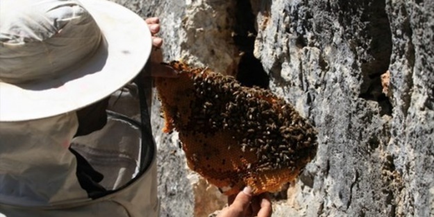 Firari arıların izini sürüyor ve...