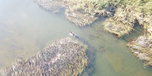Firari at sazlıklarda yakalandı