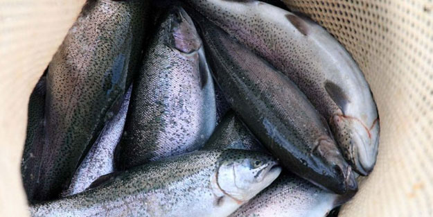 Fırat Nehri'nde somon bereketi