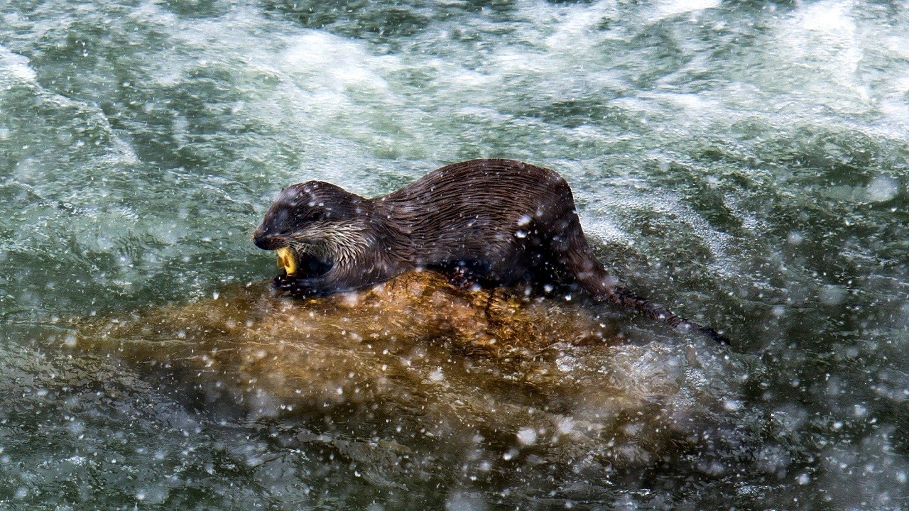 Fırat’ın kıyısında su samuru görüntülendi