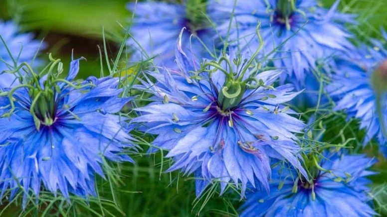 Firavun altını sofralardan eksik olmuyor! Verdiği şifa paha biçilemiyor