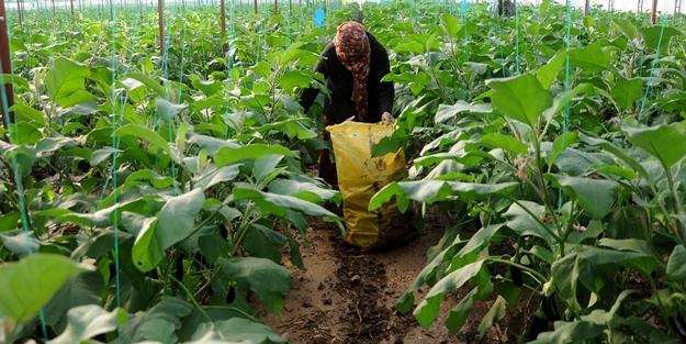 Fırsatçıları böyle uyardı: Sel bahanesiyle çiftçiyi mağdur etmeyin