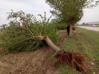 Fırtına Adana’da ağaçları kökünden söktü