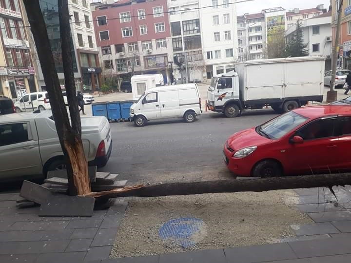 Fırtına ağacı ortadan ikiye ayırdı 