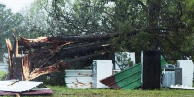 Fırtına ağaçları kökünden söktü!