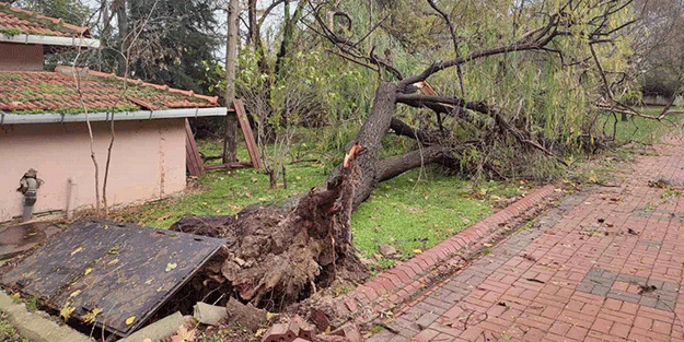 Fırtına ağaçları söktü