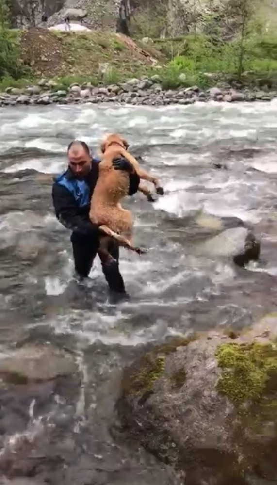 Fırtına Deresi’nde zabıtadan köpek kurtarma operasyonu 