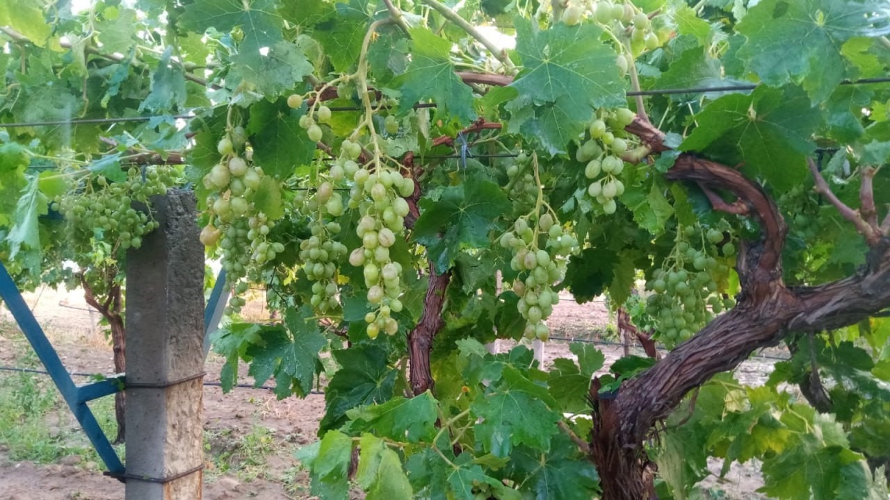 Fırtına minarenin alemini uçurdu, dolu üzüm bağlarını vurdu