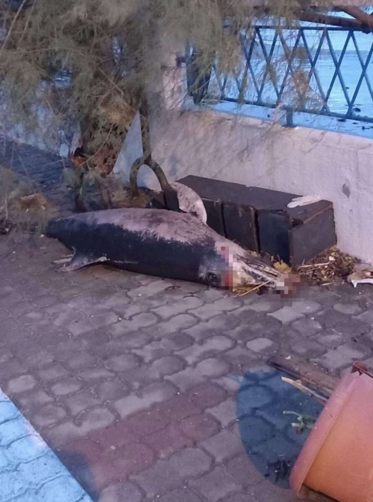 Fırtına ölü yunusu karaya çıkarttı!