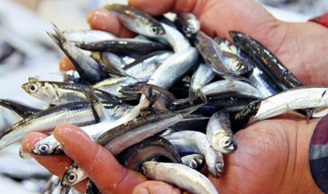 Fırtına sonrası Karadeniz'de hamsi bolluğu yaşanıyor