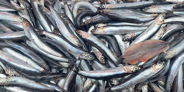 Fırtına tezgahlara vurdu! Hamsi fiyatları uçtu