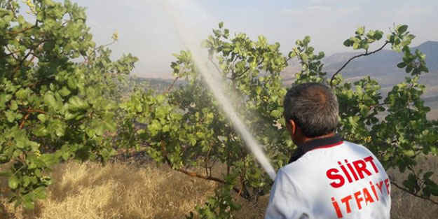 Fıstığa darbe! Bağlar alev alev yandı