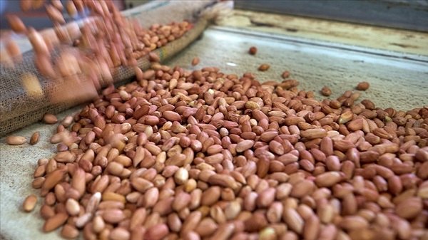 Fıstık alerjisi riski böyle düşüyormuş!