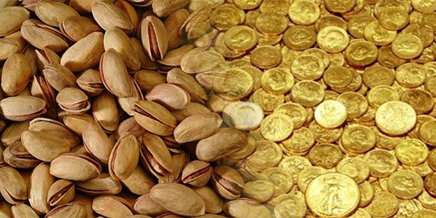 Fıstık altınla yarışıyor