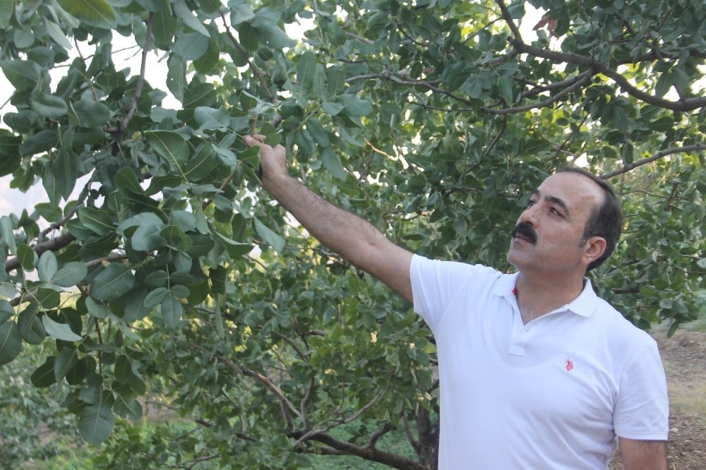 Fıstık hasadına sayılı günler kala rekoltede düşüş beklentisi 