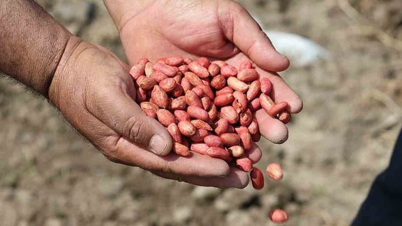 Fıstık üreticisi dertli: Piyasa ithalatla kilitlendi