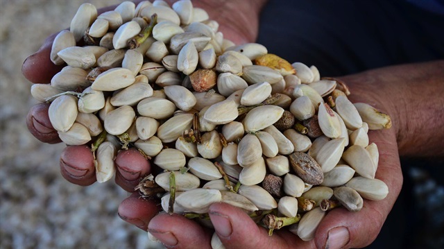 Fıstık üretimi geçen yıl zirve yaptı