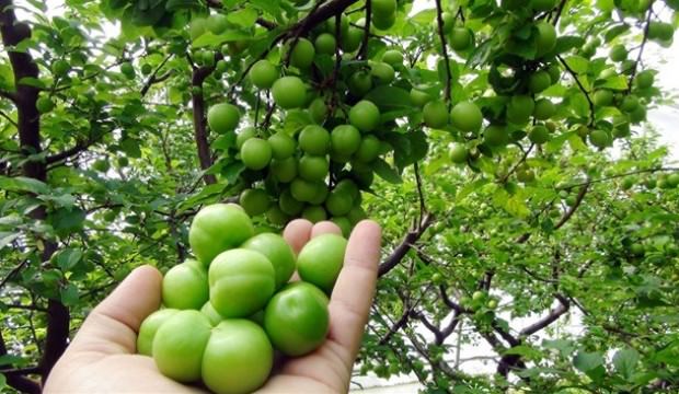 Fiyatı 100 TL’den 6 TL’ye indi