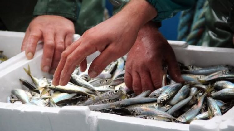 Fiyatı 20 TL'den 5 TL'ye düştü ama rağbet yok