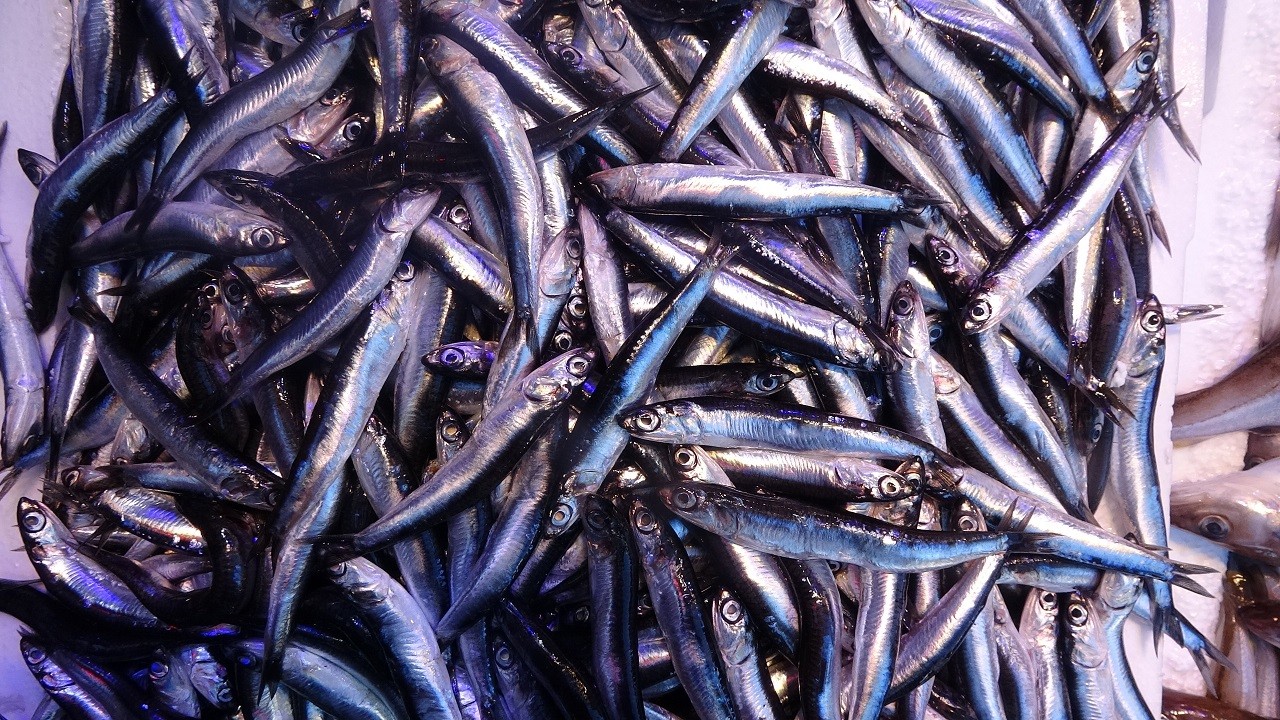 Fiyatı 300 TL'ye ulaştı! Hamsi nazlanmaya başladı