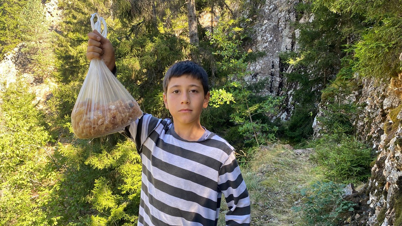 Fiyatı altınla yarışıyor! 11 yaşındaki Eymen ormandan hazine topluyor