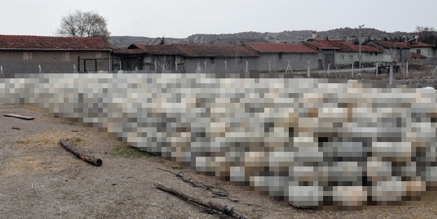 Fiyatı bu yıl yüzde 50 düştü yine de satılmıyor! Üretici pişman