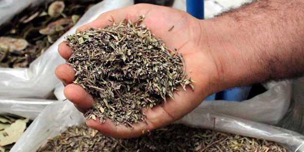 Fiyatı el yakan ıhlamura alternatif bitki ne?