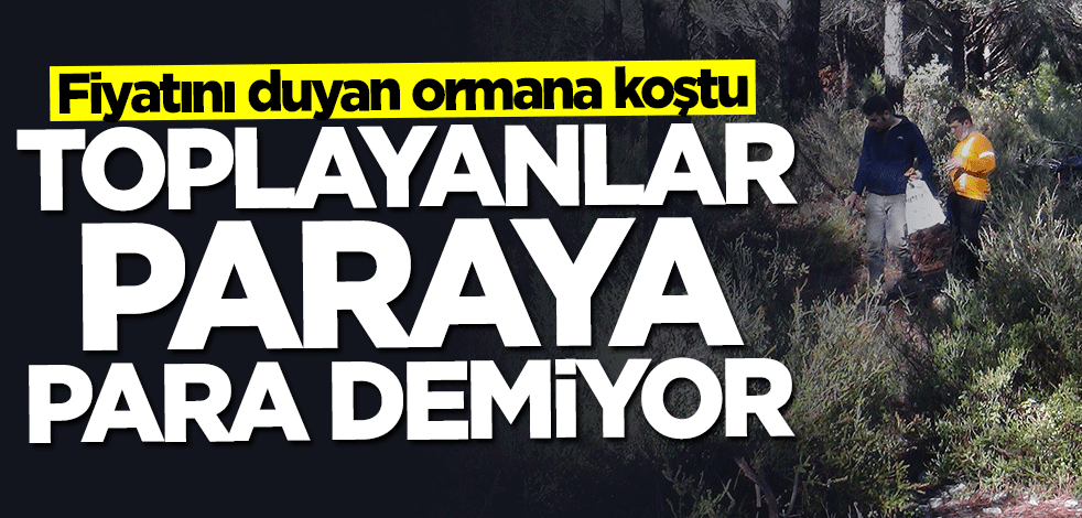 Fiyatını duyan ormana koştu... Toplayanlar paraya para demiyor