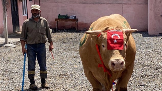 Fiyatını öğrenince çok şaşıracaksınız! Bir tonluk “Şahmurat” bakın ne kadara satıldı