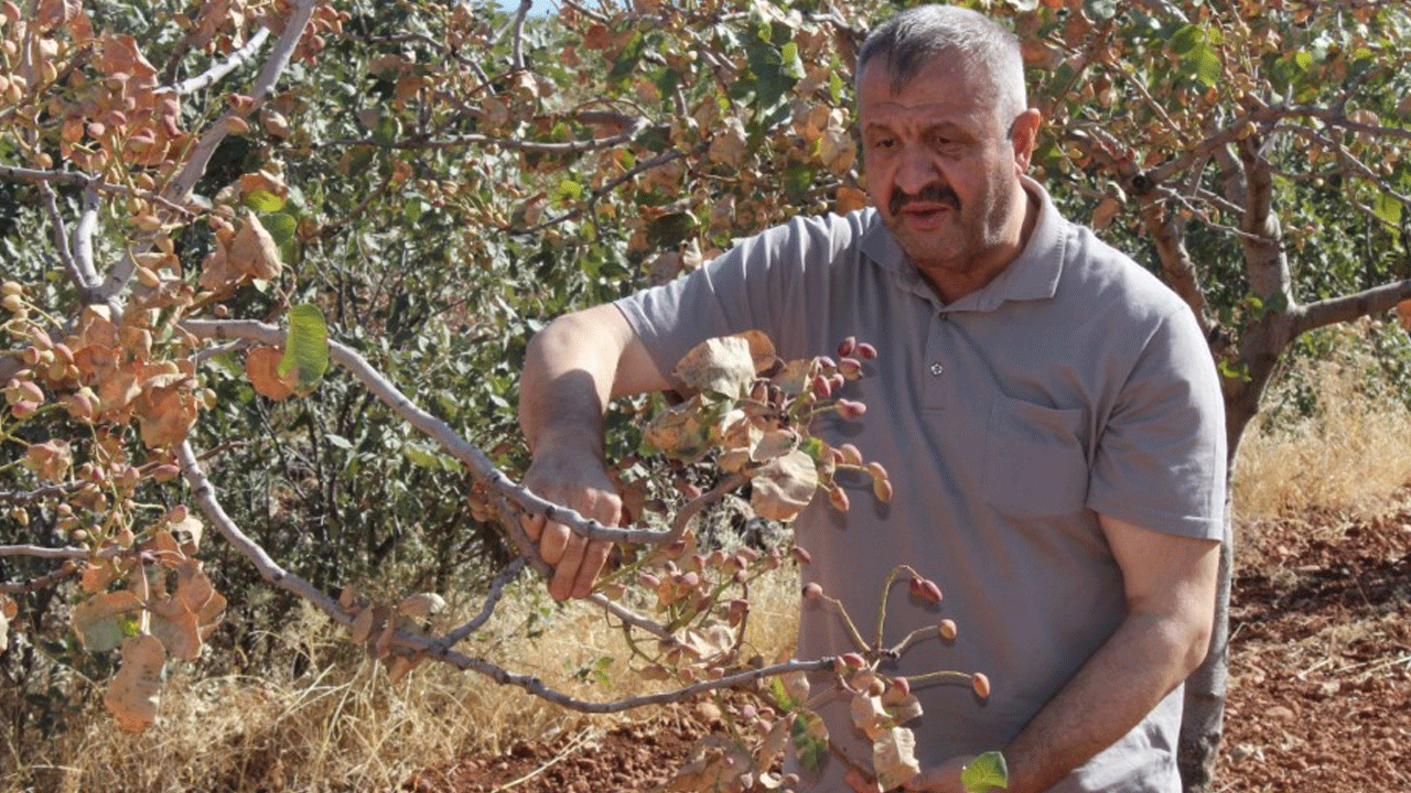 Fiyatlar fırlayacak: Aşırı sıcaklar o ürünleri vurdu!
