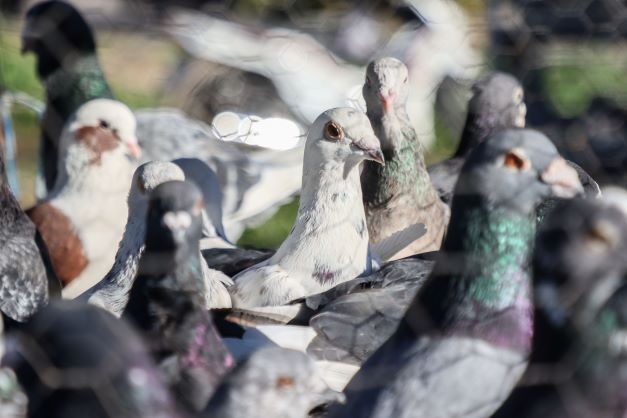 Fiyatları binlerce liraya çıkıyor... 2023'ün ilk gününde güvercinler için buluştular