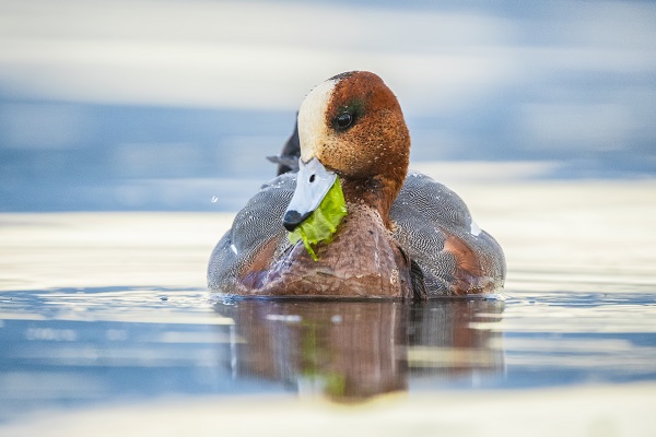 Fiyu ördekleri objektiflere böyle yansıdı