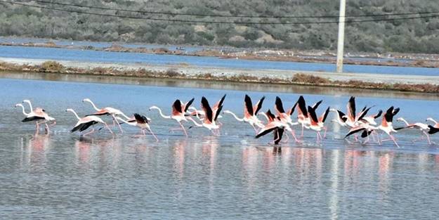 Flamingolar akın etti!