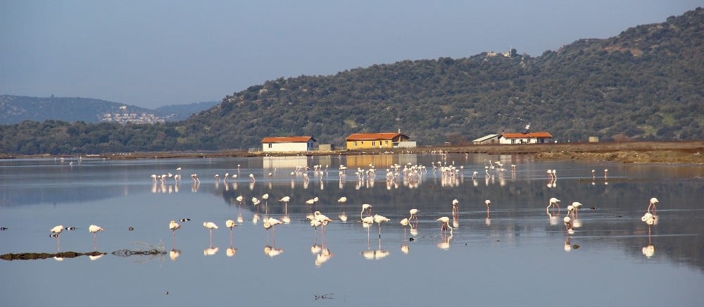 Flamingolar Bodrum’a akın etti 