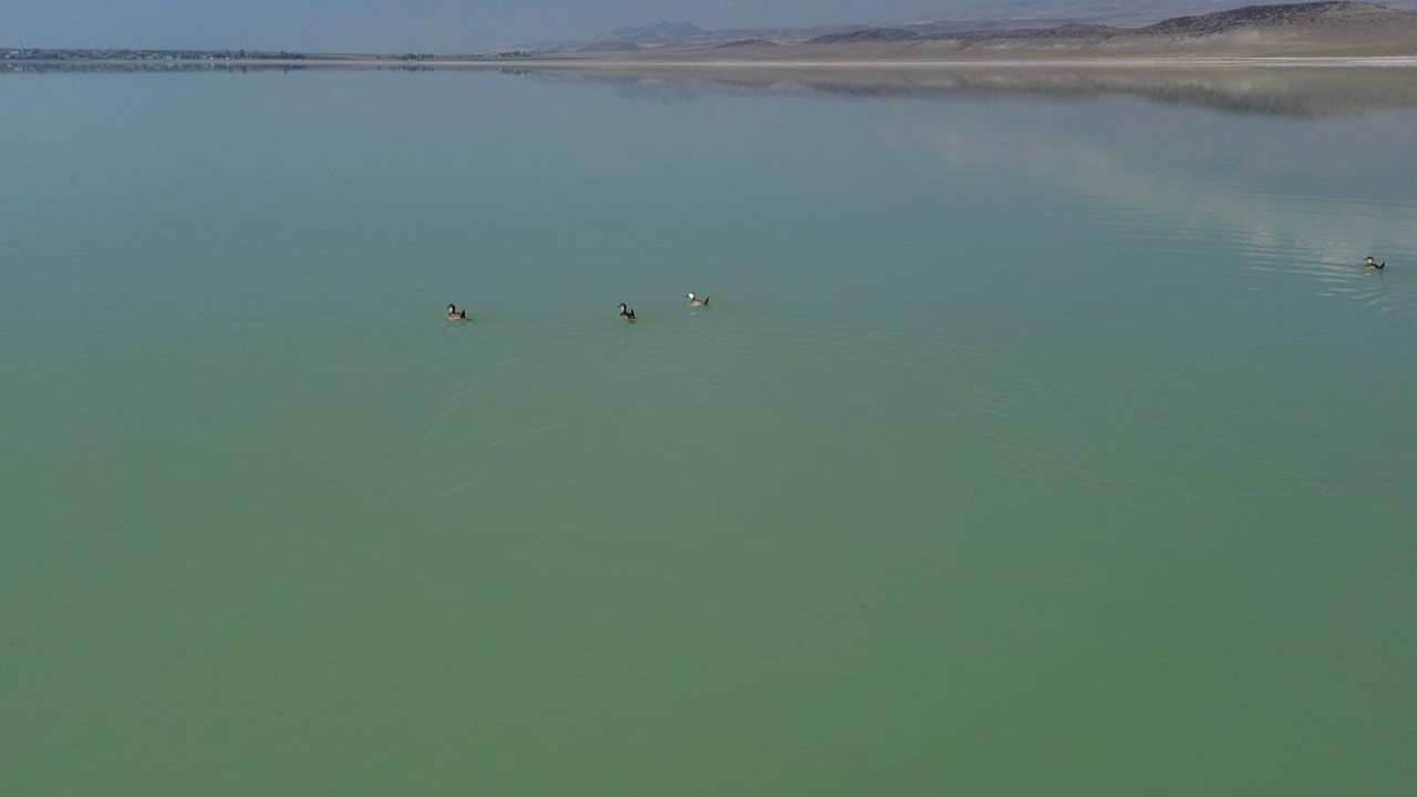 Flamingolar gitti ördekler geldi!