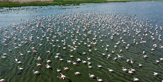 Flamingolar göç yolunda dron ile görüntülendi