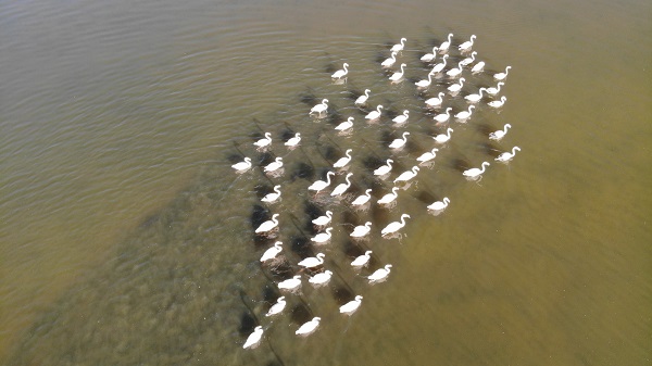 Flamingolar Türkiye'ye veda ediyor