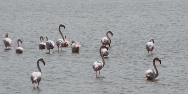 Flamingolar, Tuz Gölü'ne geldi